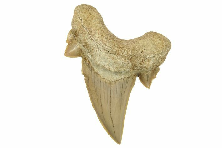 Large, Fossil Shark Tooth (Otodus) - Morocco #259924